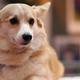 Illustration for article titled Stage Corgi Fired for Ignoring Helen Mirren in a Play About Queen Elizabeth